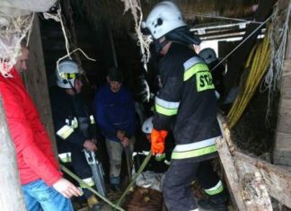 Strażacy na pomoc krowie! FOTO.