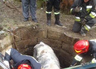 Do zbiornika wpadła … krowa. Na pomoc wyruszyli strażacy. ZDJĘCIA!
