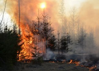 5 hektarów lasu spłonęło na Podhalu. ZDJĘCIA