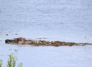 Strażacy wydobyli ciało z Wisły w Oświęcimiu-Dworach. ZDJĘCIA!