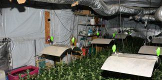Pojechali do pożaru a odnaleźli plantację marihuany