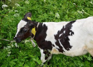 Pijany kierowca wiózł w samochodzie … kradzione cielę – ZDJĘCIA!