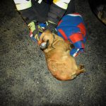 2. Mały rudy pies leżący na drodze. Widoczne rece strażaka podczymujacego głowę psa. w tle kolorowy koc
