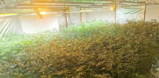 Policjanci zlikwidowali plantację ponad 400 krzewów konopi indyjskich