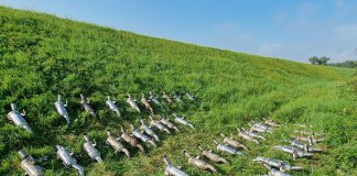 Policjanci z powiatu krakowskiego odnaleźli skradzione katalizatory