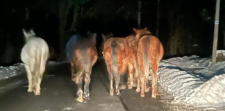 Konie biegały po drodze wojewódzkiej