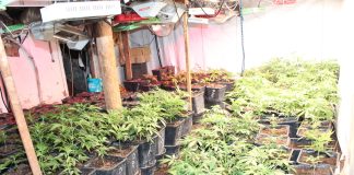 Policjanci zlikwidowali plantacje marihuany. Zabezpieczono 70,5 kg suszu oraz 225 krzewów konopi indyjskich