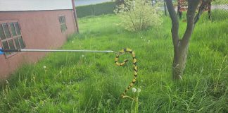 Wąż, który napędził strachu mieszkańcom, okazał się gumową zabawką