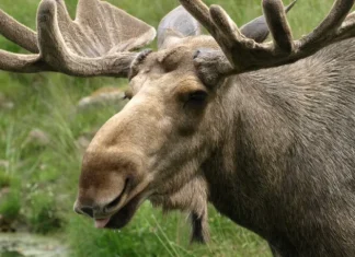 Łoś wskoczył przez okno do szkoły w Krakowie. Ranny mężczyzna