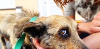 34-latka podejrzewana o znęcanie nad zwierzętami