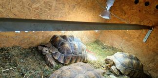 31 – latek posiadał żółwie pustynne bez wymaganego pozwolenia